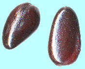 Stauntonia hexaphylla x q
