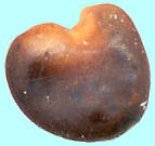 Oxytropis megalantha レブンソウ 種子