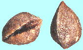 Viburnum odoratissimum var. awabuki サンゴジュ 種子