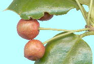 Ilex aquifolium L. セイヨウヒイラギ 果実