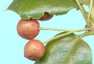 Ilex aquifolium L. ZCEqCM ʎ
