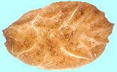 Ilex aquifolium L. ZCEqCM j