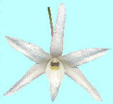 Dendrobium moniliforme (L.) Sw. ZbRN