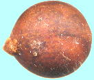 Neolitsea sericea シロダモ 種子