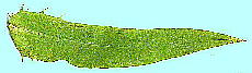 Ixeris dentata (Thunb.) Nakai f. albida Kitam. シロニガナ (ニガナ) 葉・葉脈