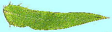 Ixeris dentata (Thunb.) Nakai f. albida Kitam. VjKi (jKi) tEt