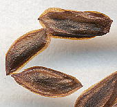 Cryptomeria japonica スギ 種子