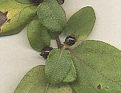 Lonicera japonica スイカズラの葉と果実