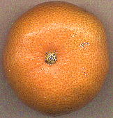 Citrus unshiu : Fruits ウンシュウミカン 果実