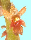 Oberonia japonica (Maxim.) Makino ヨウラクラン