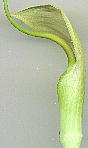 Arisaema tortuosum ATG}EgcIT