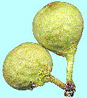 Ficus superba var. japonica アコウ 花嚢（果嚢）