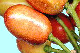 Aucuba japonica Thunb. アオキ 果実
