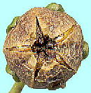 Pieris japonica アセビ 果実
