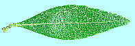 Pieris japonica アセビ 葉