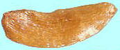 Pieris japonica アセビ 種子