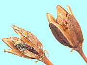 Enkianthus perulatus (Miq.) Schneider ドウダンツツジ 果実・種子