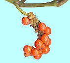 Piper kadzura (Chois.) Ohwi フウトウカズラ 果実