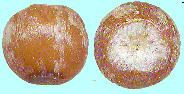 Piper kadzura (Chois.) Ohwi フウトウカズラ 種子