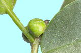 Ficus microcarpa L. f. ガジュマル 花嚢