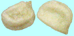 Kalopanax pictus (Thunb.) Nakai ハリギリ 種子