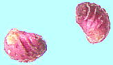 Duchesnea chrysantha (Zoll. et Mor.) Miq. ヘビイチゴ 痩果