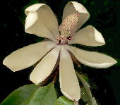 Magnolia hypoleuca Sieb. et Zucc. ホオノキ 花