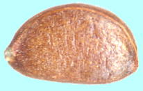 Ilex crenata Thunb. イヌツゲ 種子