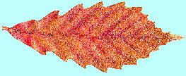 Quercus serrata Thunb. コナラ 紅葉した葉・葉脈