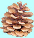 Pinus thunbergii Parl. クロマツ 球果