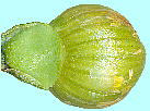 Limnocharis flava (L.) Bucheneu キバナオモダカ （ヌマオオバコ) 果実