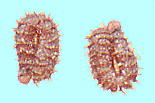 Limnocharis flava キバナオモダカ（ヌマオオバコ) 種子