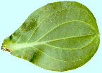 Medinilla magnifica Lindl. オオバヤドリノボタン 葉
