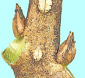 Ligustrum japonicum Thunb. ネズミモチ 果実・枝葉