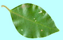 Ligustrum japonicum Thunb. ネズミモチ 葉・葉脈