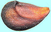 Pyrus pyrifolia Nakai var. culta Rehd. ニホンナシ '幸水' 種子