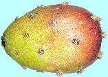 Opuntia vulgaris P. Mill. タンシウチワ(単刺団扇) 果実