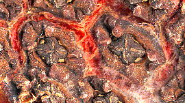 Carludovica palmata pi}\E ʎEq