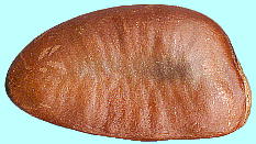Asimina triloba Dun. ポポー 種子