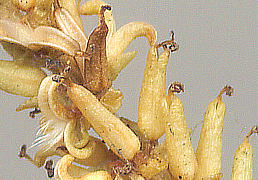 Salix japonica Thunb. シバヤナギ 果実