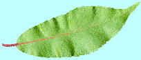 Salix japonica Thunb. シバヤナギ 葉