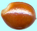 Illicium anisatum L. シキミ 種子
