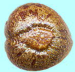 Parthenocissus tricuspidata (Sieb. et Zucc.) Planch.