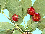 Lonicera gracilipes Miq. var. glabra Miq. ウグイスカグラ 結果した枝葉