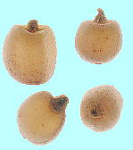 Arisaema sikokianum ユキモチソウ 種子