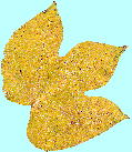 Firmiana simplex (L.) W. F. Wight アオギリ 黄葉した葉