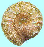 Cocculus orbiculatus (L.) Forman AIcdtW q