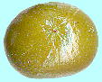 Dracaena draco (L.) L. リュウケツジュ未熟な果実