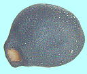 Calystegia soldanella ハマヒルガオ 種子