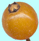 Paederia scandens (Lour.) Merrill ヘクソカズラ 果実